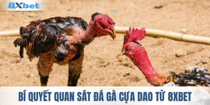 Bí quyết quan sát một trận đá gà cựa dao từ 8XBET
