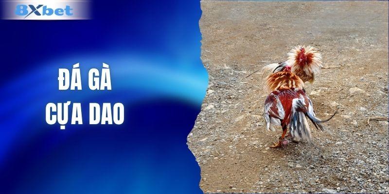 Đá gà cựa dao