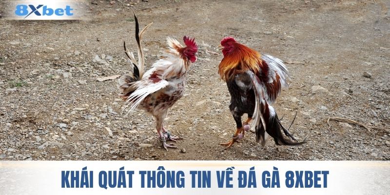 Khái quát thông tin về đá gà 8XBET