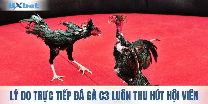 Lý do trực tiếp đá gà C3 luôn thu hút hội viên