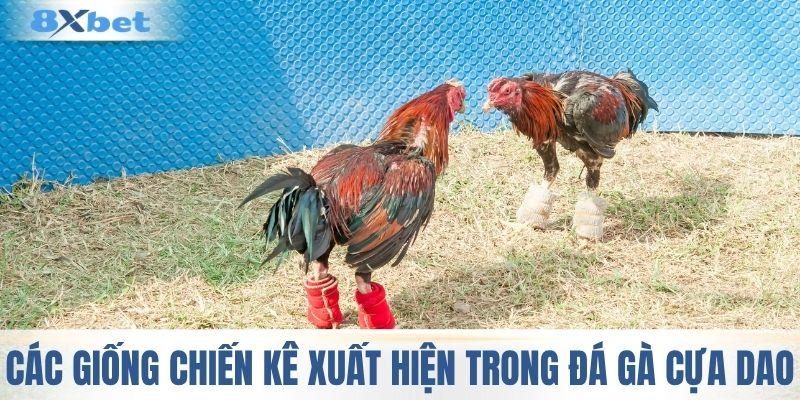 Những giống chiến kê xuất hiện trong đá gà cựa dao