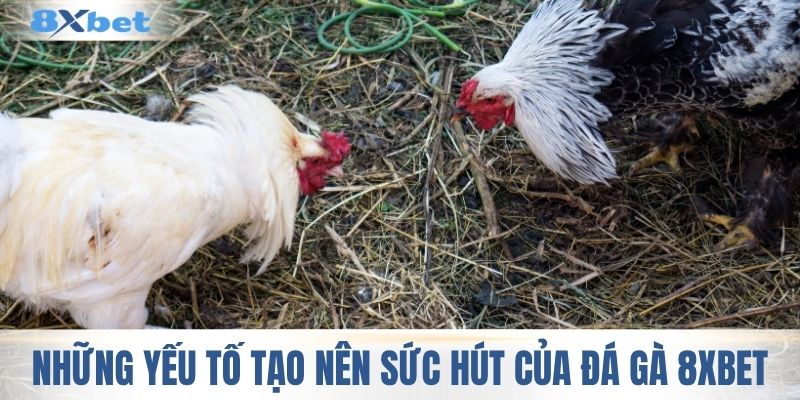 Những yếu tố nổi bật tạo nên sức hút của đá gà 8XBET
