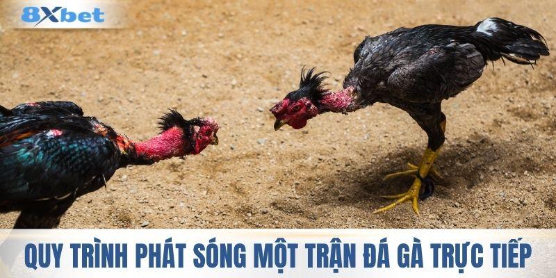 Quy trình phát sóng một trận đá gà trực tiếp