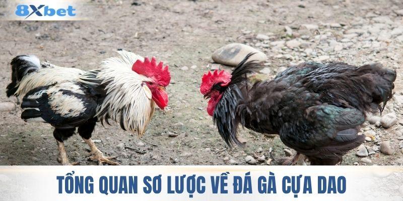 Tổng quan sơ lược về đá gà cựa dao